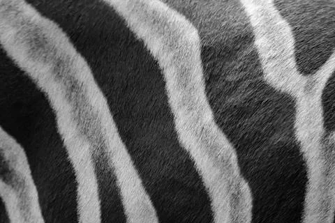 Close up zebra skin pattern black and white Stock Photos