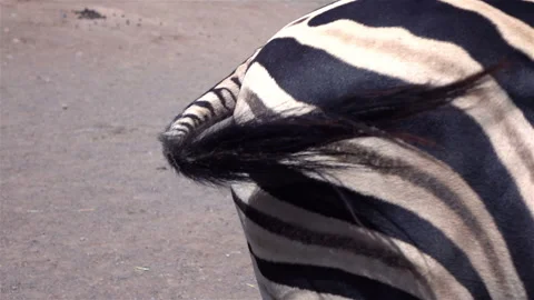 Close up of zebra in slow motion 60fps Stock Footage 153850234
