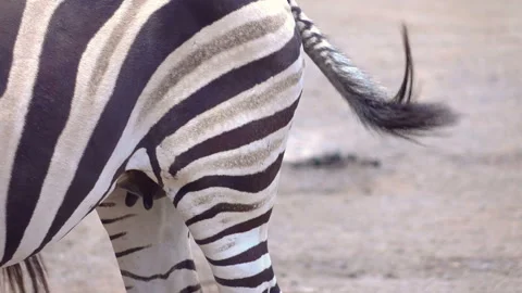Close up of zebra in slow motion 60fps Stock Footage 153850779