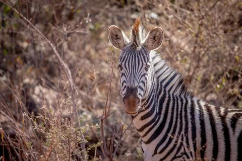 Close up of a Zebra starring at the camera. Stock Photos