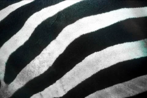 Close up of zebra stripes Foto stock