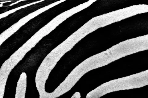 Close up of zebra stripes 스톡 사진