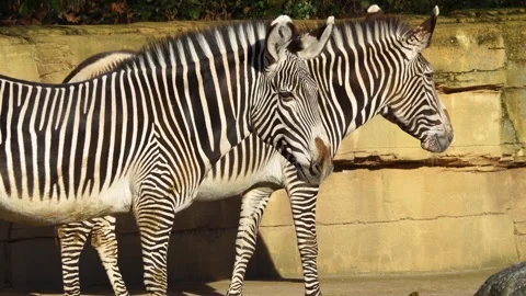 Close up zebra two zebras Stock Footage 263823861
