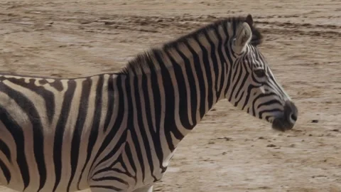 Close up zebra walking across sand on African safari Stock Footage 332605416