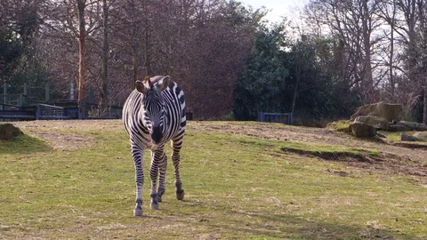 Close up of zebra walking alone Stock Footage 129498282