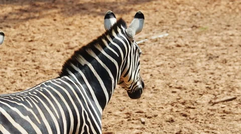 Close up zebra walking on field,60 fps. Stock Footage 49116408