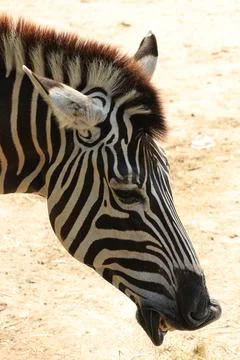 Close up Zebra on the Yard 스톡 사진
