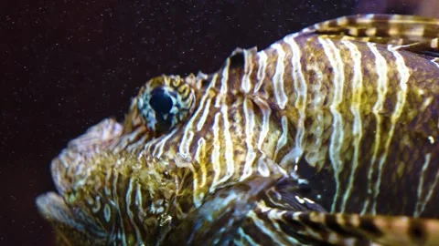 Close up of a zebrafish Stock Footage 241008704