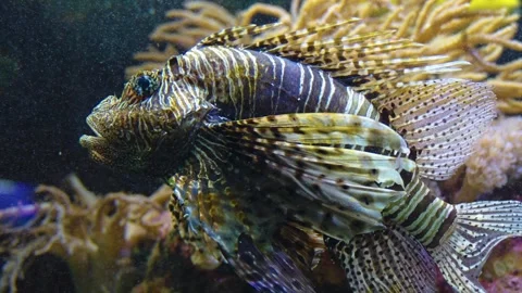 Close up of a zebrafish  Stock Footage 241021533