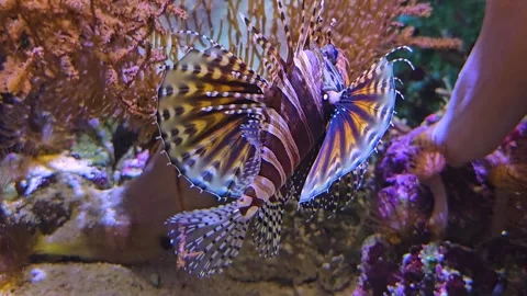 Close up of a zebrafish or lion fish Stock Footage 275893483