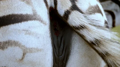 Close Up On Zebra's Back View, Moving Happily Its Tail, Stunning Skin Color Stock Footage 227290270