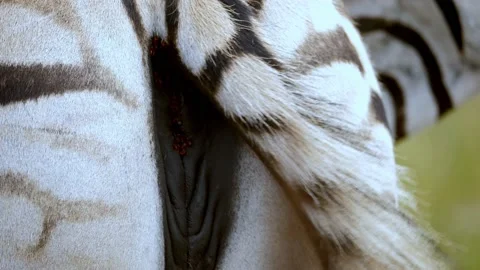 Close Up On Zebra's Back View, Moving Its Tail, Stunning Skin Color Stock Footage 227290360