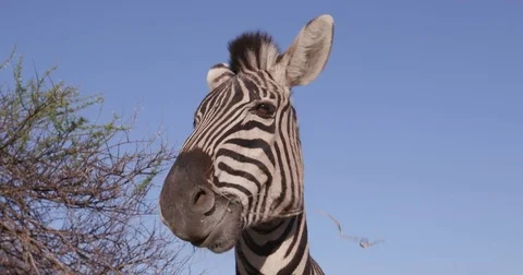 Close-up of zebras face Stock Footage 78205611