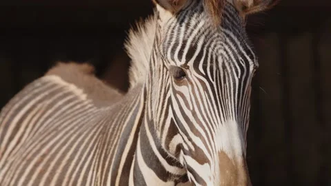 Close-Up of a Zebra's Face Stock Footage 305699740