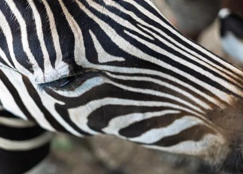 Close-up of zebra's face pattern on natural ground. Stock Photos