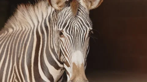 Close-Up of a Zebra's Face with Stripes Stock Footage 305699898