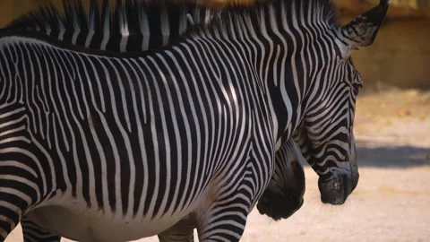 Close up of a Zebras Stock Footage 256108171