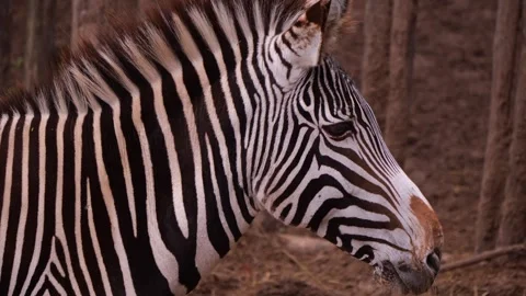 Close-up of Zebra's Striped Face Stock Footage 300760245