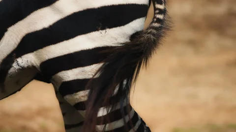 Close up of zebra's tail Vídeo Stock 185111157