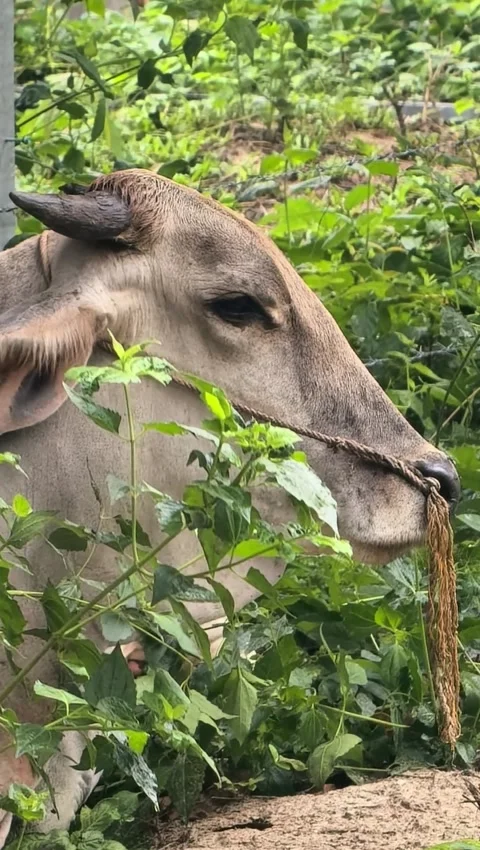 Close Up of Zebu Cow Head Resting in Green Foliage Stock-Footage 341008684
