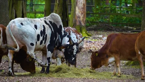 Close up of zebu cows Stock Footage 277298030