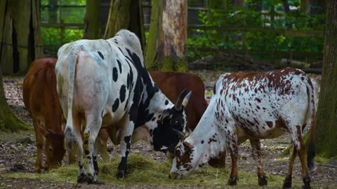 Close up of zebu cows Stock Footage 277298738