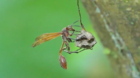 Close-up of Zeta argillaceum wasp constructing its nest in the Peruvian Amazon Stock Footage 302824536