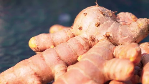 Close up Zingiber cassumunar pan left to right Video stock 156064135