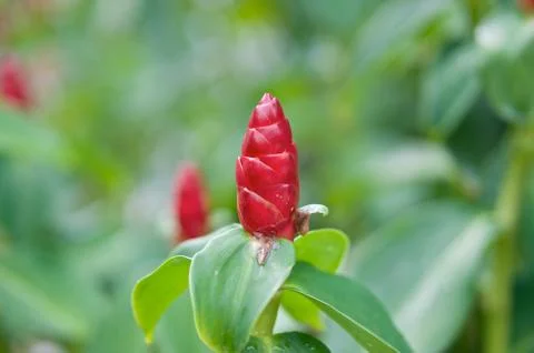 Close up Zingiber zerumbet Smith red cone flower Stock Photos