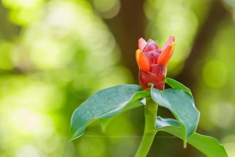 Close up Zingiber zerumbet Smith red flower in nature Stock Photos