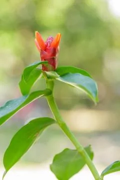 Close up Zingiber zerumbet Smith red flower in nature Stock Photos
