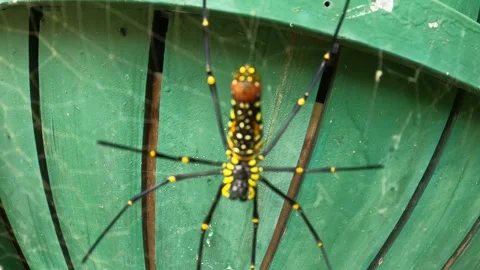 Close up zoom in and out frame view of a matured golden silk orb-weaver spider h Stock-Footage 312565047