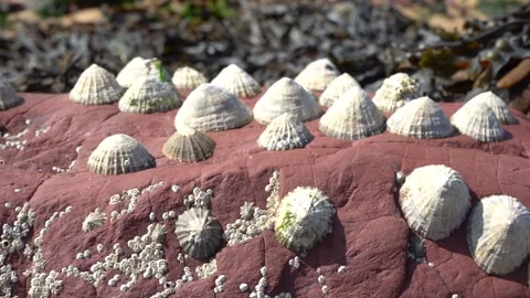 Close Up - Zoom into Limpet Shells in Rockpools Stock Footage 283666790