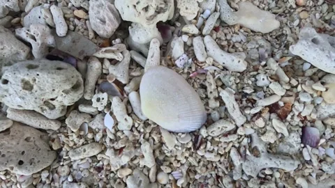 Close Up Zoom Out of Seashells and Broken Coral Rubble on Tropical Beach Vídeo Stock 341516678