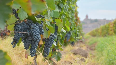 Close up zoom in time lapse small wine grapes on trees on vineyard field on.. Stock-Footage 295288017