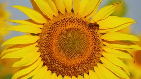 Close zoomed in view of sunflower, Bee flying around sunflower Stock Footage 156955330