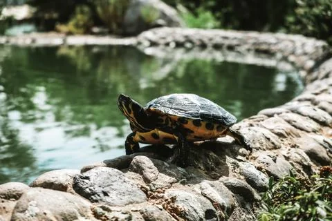 Close up zoomed view of a turtle walking along the border of a lake in Spain Stock Photos