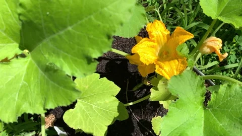Close up of zucchini squash plants and blossoms in metal troughs in garden Stock Footage 146756535