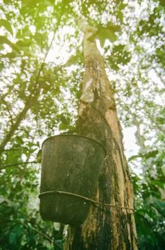 Closed up and selective focus image of latex extracted from rubber tree for n Foto stock