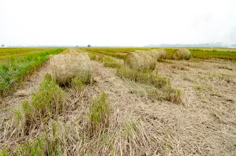 Closed up and selective focus shot,haystacks on paddy field over white backgr Stock Photos