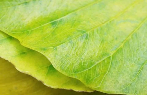 Closed up and selective focus texture macro of colorful leaves in October Stock Photos