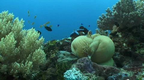 Closed Anemone with clownfish guarding Video stock 794571