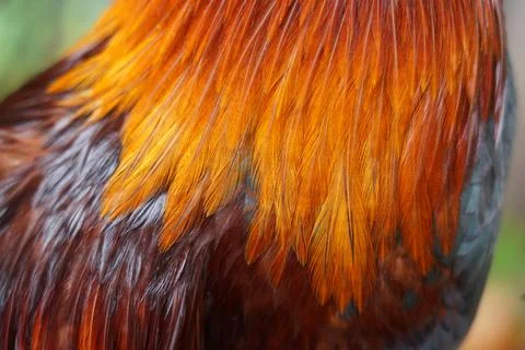 Closed up of bantam feathers soft , bright colors and beautiful Foto stock