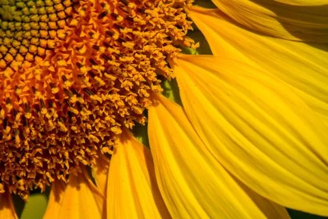 Closed up beautiful pattern of petal sunflower Foto stock