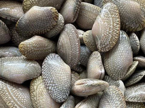 Closed up beautiful pattern on the shell of the clam 写真素材