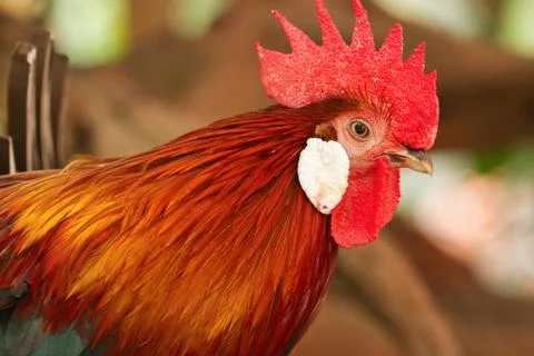 Closed up beutiful rooster Stock Photos