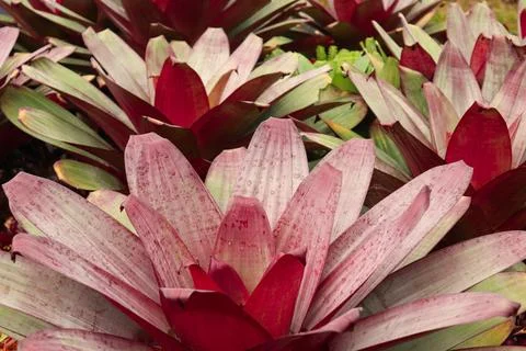 A Closed-Up of Big Red Flower Stock Photos