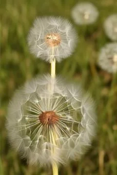 Closed Bud of a dandelion. Dandelion white flowers. IA technology Stock Illustration