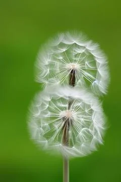 Closed Bud of a dandelion. Dandelion white flowers. IA technology Stock Illustration