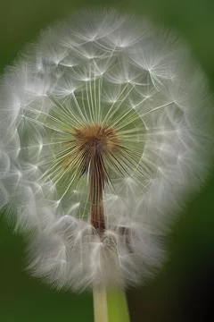 Closed Bud of a dandelion. Dandelion white flowers. IA technology Stock Illustration